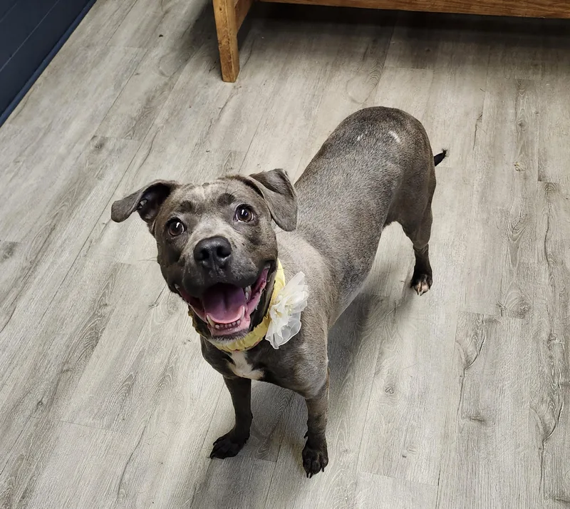 An adult medium-sized female Gray / Blue / Silver American Staffordshire Terrier dog named Nail Polish for adoption in Mansfield, OH