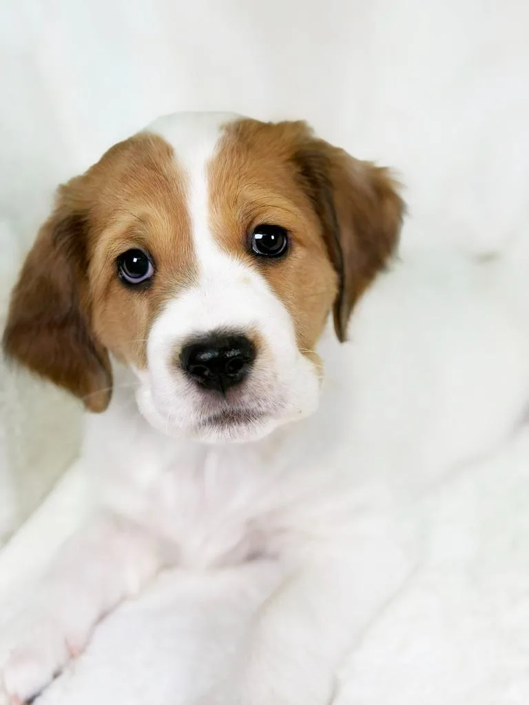 Herb Litter  Sage thumbnail 3