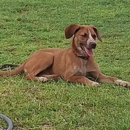 A young small-sized female Yellow / Tan / Blond / Fawn Mixed Breed dog named Wylie for adoption in Midland, TX