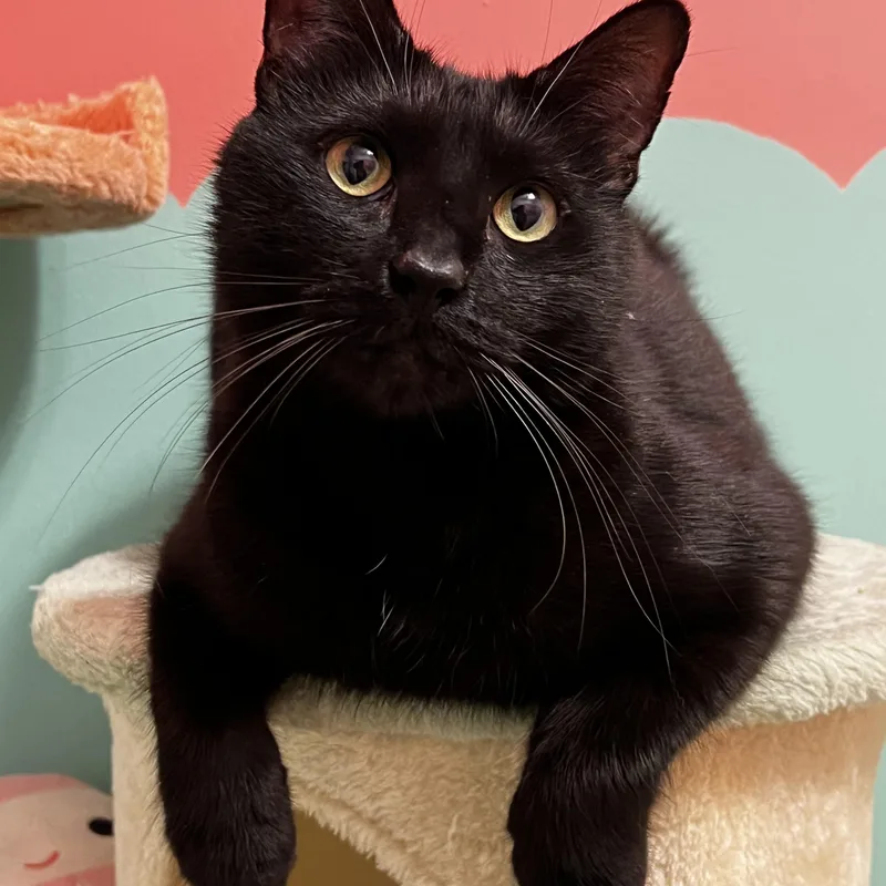 An adult medium-sized male Black Domestic Short Hair cat named Andy for adoption in Valley Stream, NY