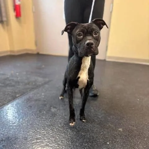 A young medium-sized female Black Mixed Breed dog named Dandelion for adoption in Alexandria, VA