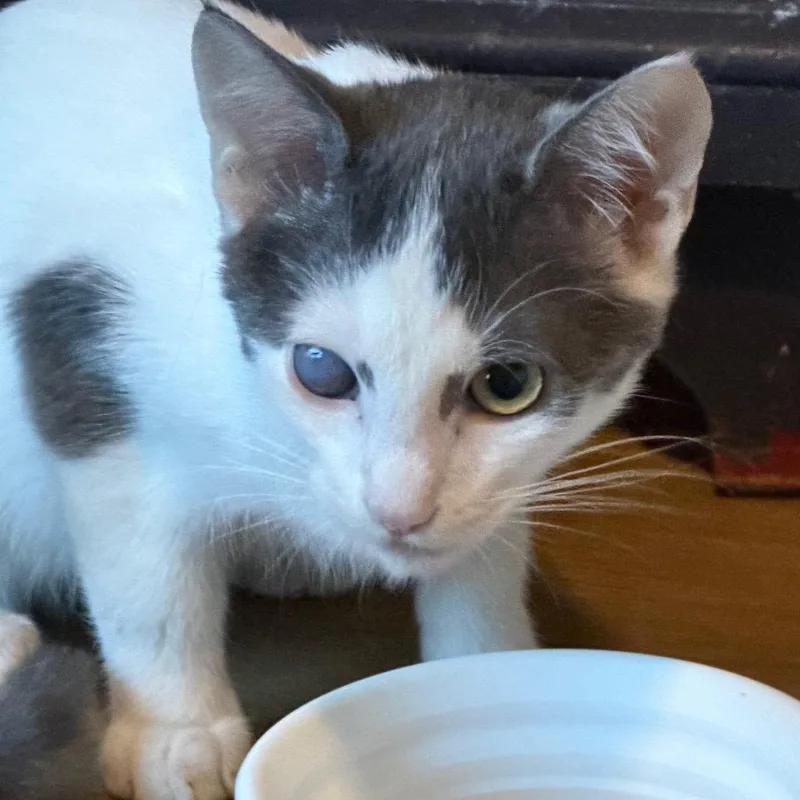 A baby small-sized male American Shorthair cat named Luther Lex for adoption in mount vernon, AR