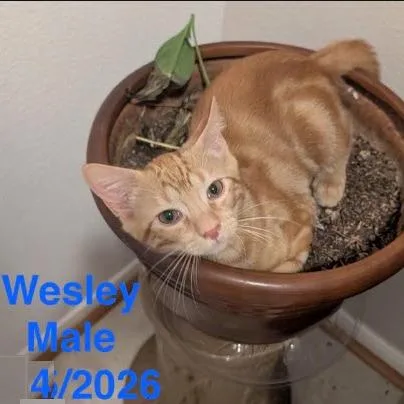 A baby medium-sized male Orange / Red Domestic Short Hair cat named Wesley for adoption in Webster, TX