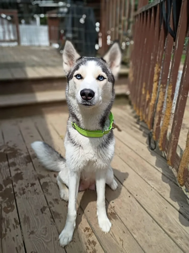 An adult medium-sized female Husky dog named Storm for adoption in Cherry Valley, MA
