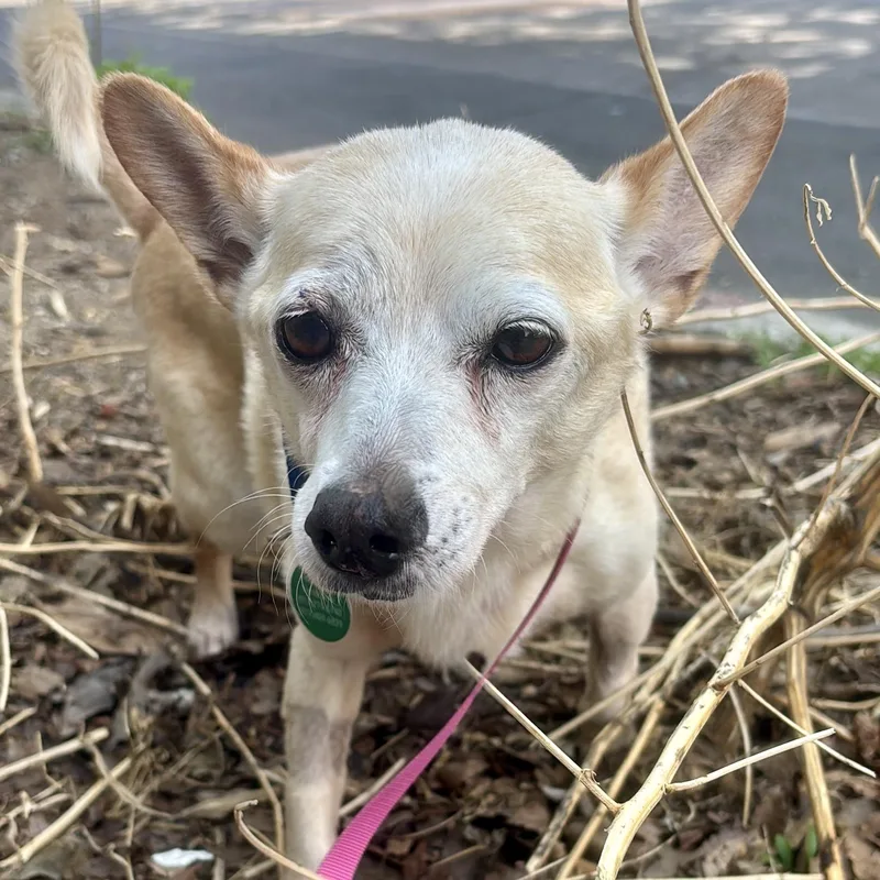 An adult small-sized male Yellow / Tan / Blond / Fawn Chihuahua dog named Zondo for adoption in Brooklyn, NY