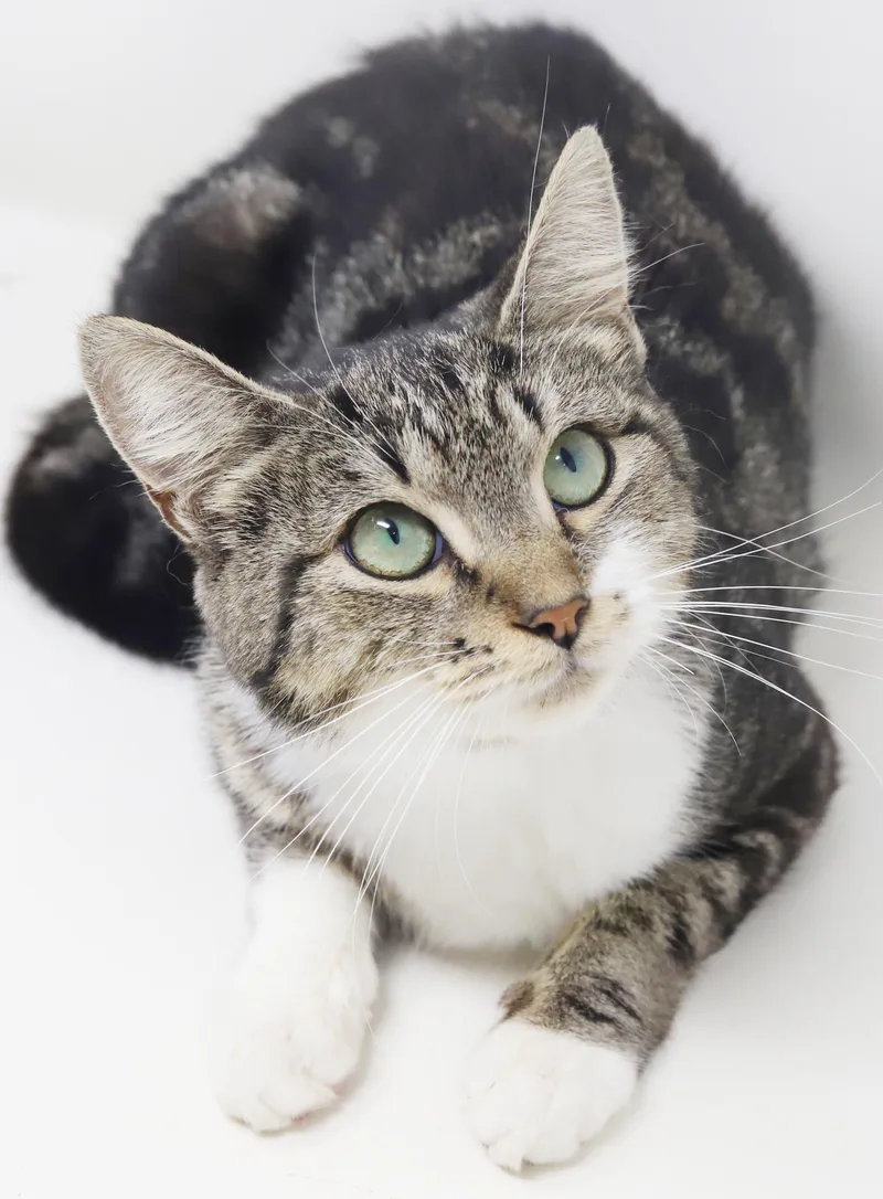 A young small-sized female White Bengal cat named Cha Cha is our for adoption in Bedford Hills, NY