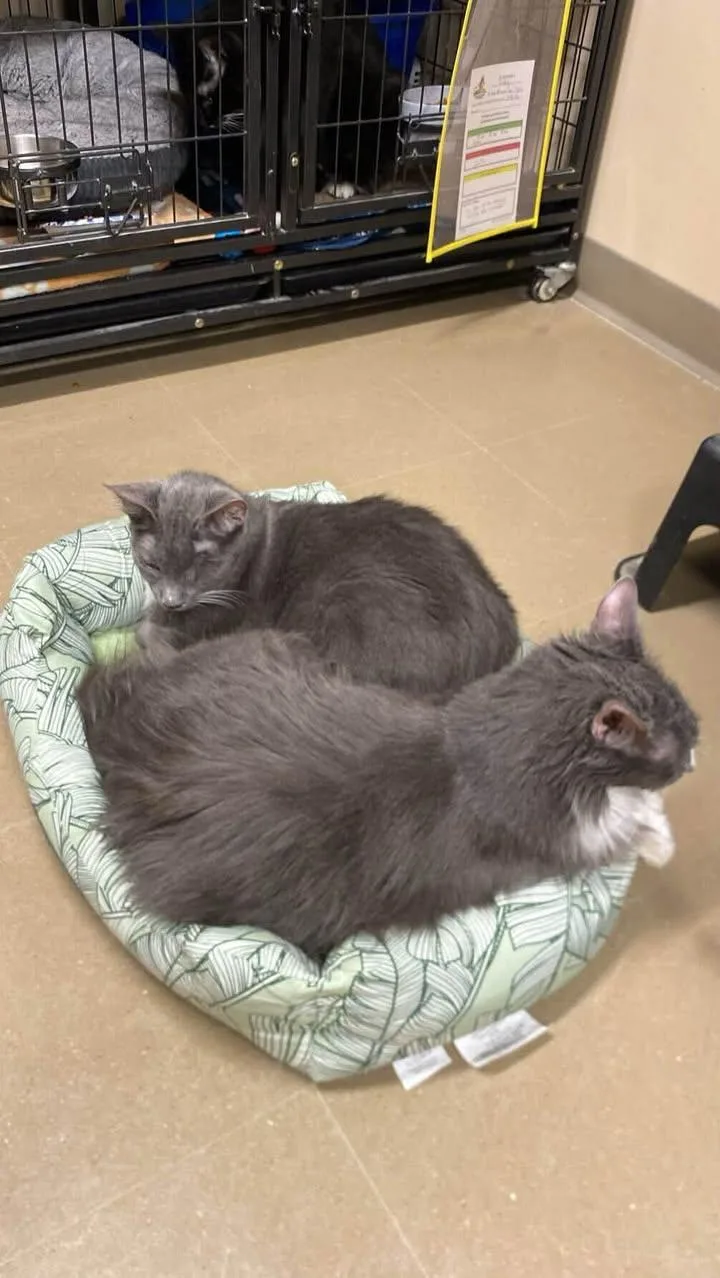 A senior large-sized male Domestic Medium Hair cat named Rudy and Eddie for adoption in Davenport, IA