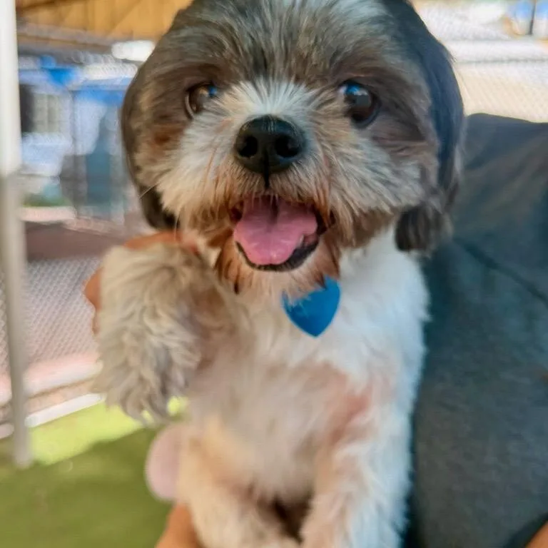 An adult small-sized male White / Cream Shih Tzu dog named Coco for adoption in Fort Lauderdale, FL