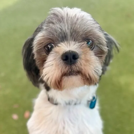 Coco thumbnail 2