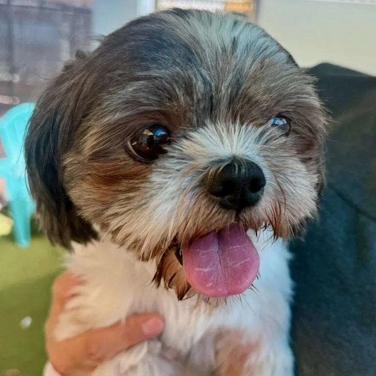 Coco thumbnail 3