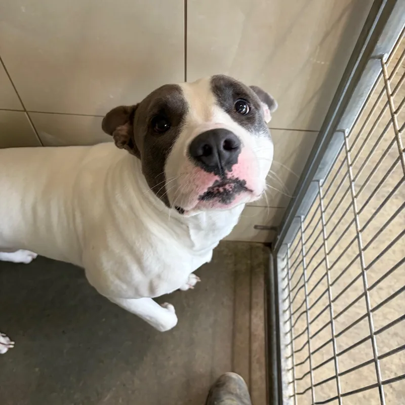A young large-sized male Gray / Blue / Silver Pit Bull Terrier dog named Patrick for adoption in Seneca, PA