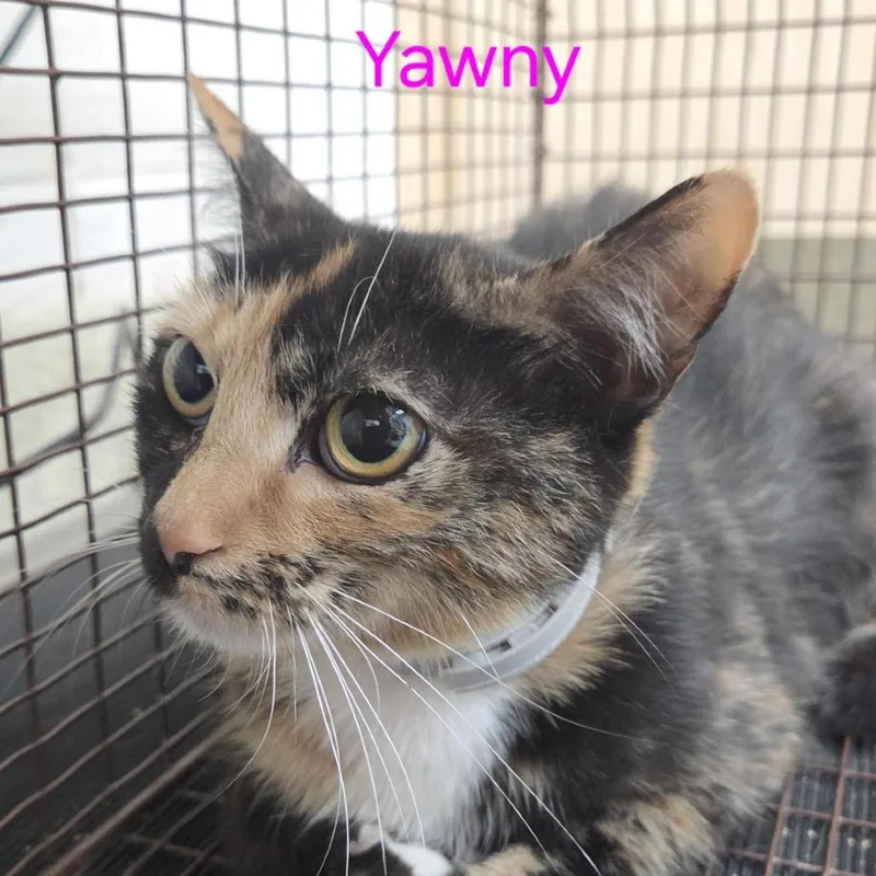 An adult medium-sized female Gray / Blue / Silver Domestic Short Hair cat named Yawny for adoption in Windsor, VA