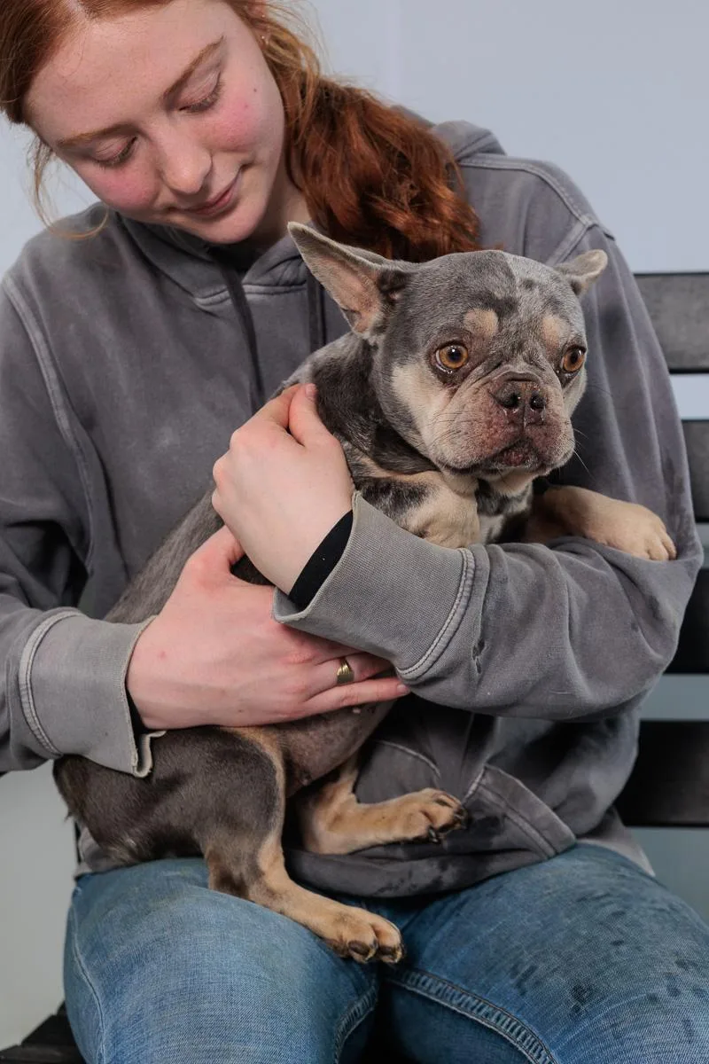 A young small-sized female French Bulldog dog named Brie for adoption in Chester Springs, PA