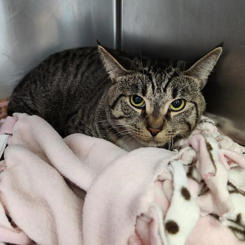 An adult medium-sized male Brown / Chocolate Domestic Short Hair cat named Kuro for adoption in Naples, FL