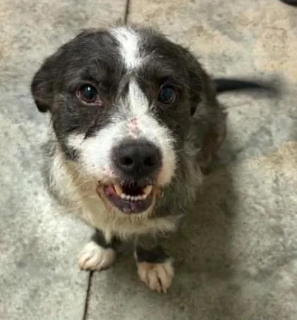 An adult medium-sized male Mixed Breed dog named Return to Sender for adoption in Lampasas, TX