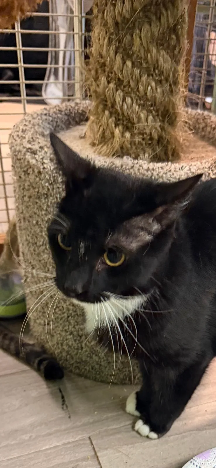 A baby medium-sized male Black Domestic Short Hair cat named Blacky for adoption in Margate, FL