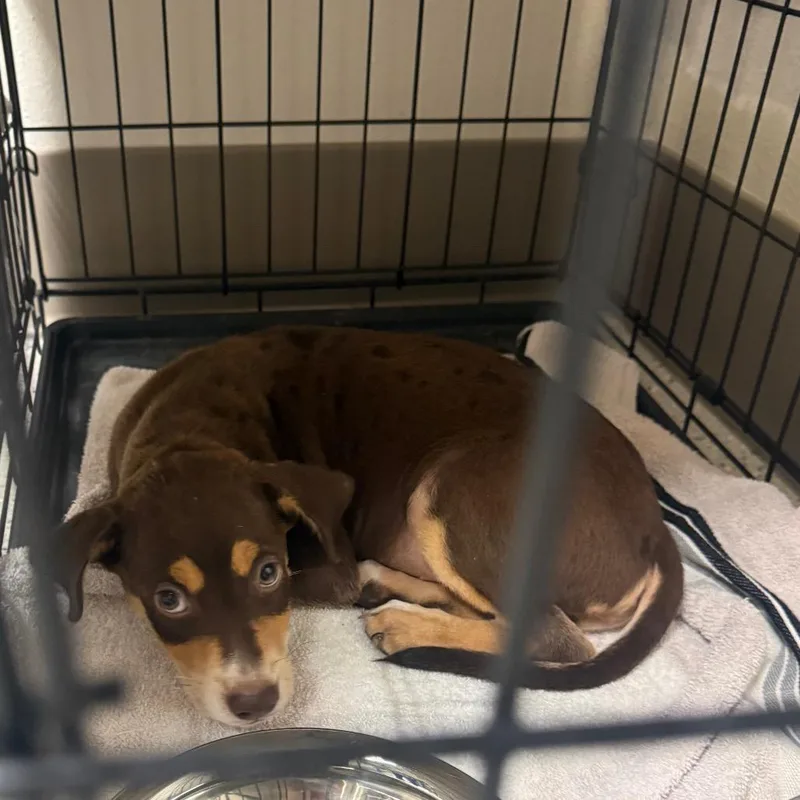 A baby medium-sized male Brown / Chocolate Shepherd dog named Thyme for adoption in Austin, TX