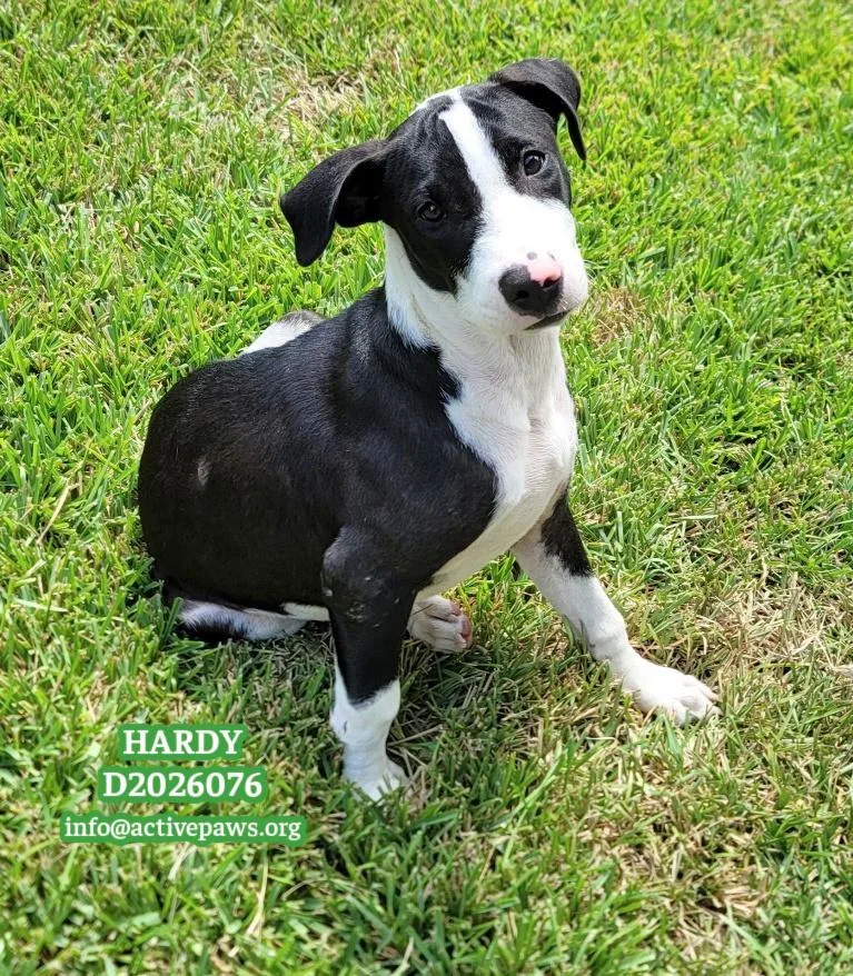 A baby medium-sized male Black Mixed Breed dog named Hardy for adoption in Conroe, TX