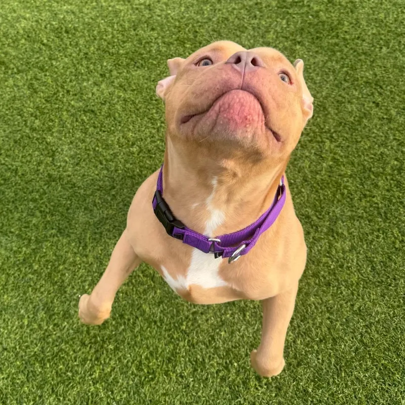 A young large-sized male Yellow / Tan / Blond / Fawn Mixed Breed dog named Russet for adoption in Pittsburgh, PA