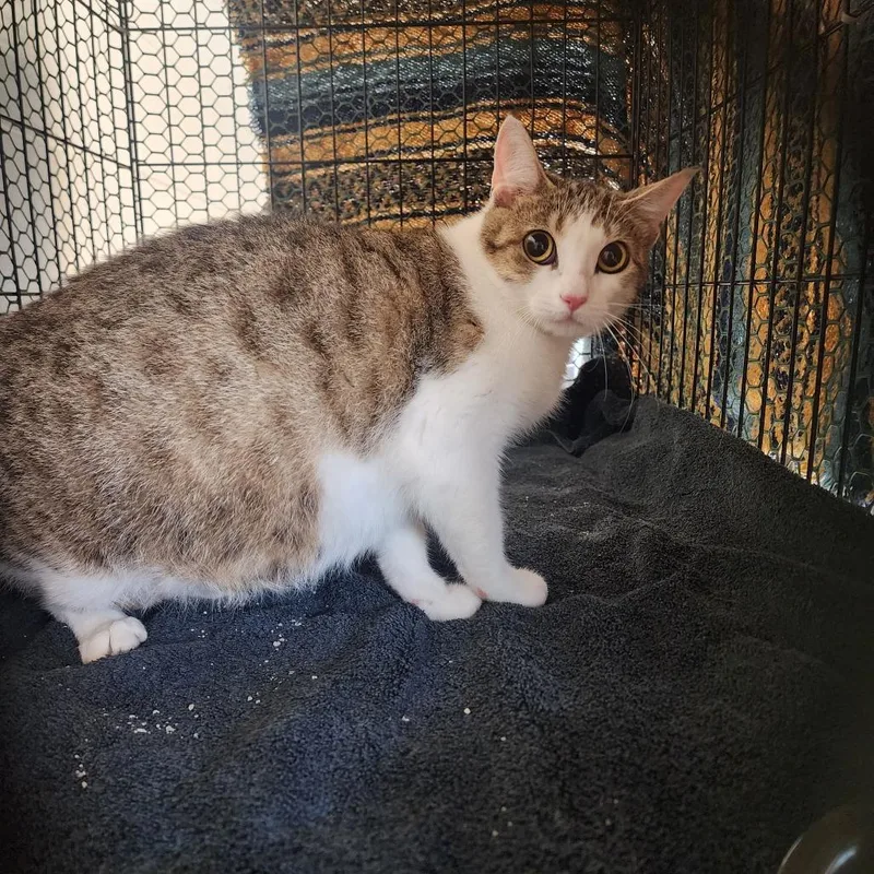 An adult small-sized female Gray / Blue / Silver Domestic Short Hair cat named Dazzle for adoption in Evensville, TN