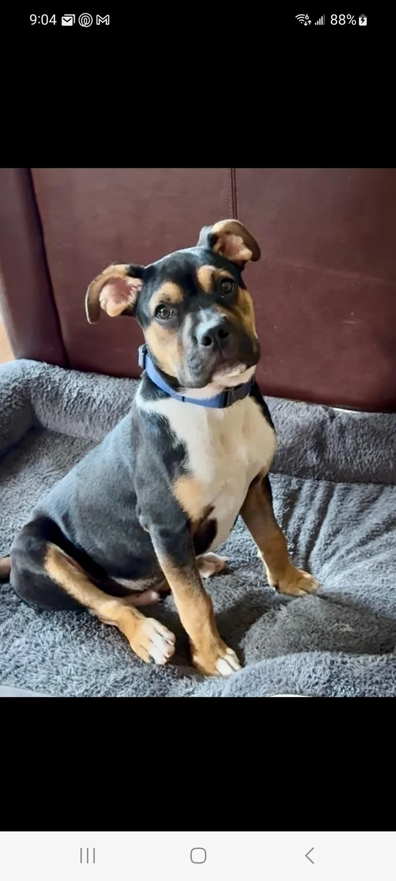 A baby large-sized male Tricolor (Brown, Black, & White) Rottweiler dog named Willie for adoption in Lewis Center, OH