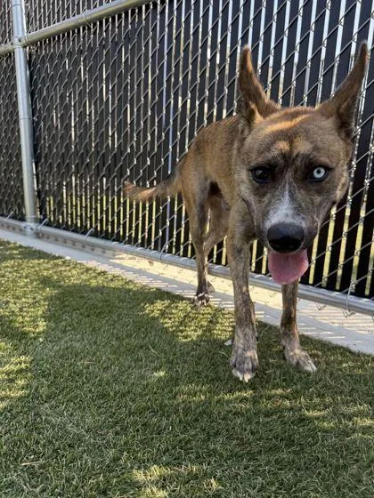 An adult medium-sized male Mixed Breed dog named Bryce for adoption in Lafayette, IN