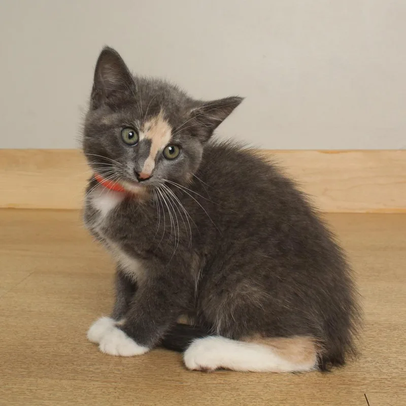 A baby small-sized female Calico Domestic Short Hair cat named Bok Choy C for adoption in Minnetonka, MN
