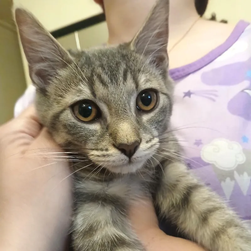 A young medium-sized male Tabby (Gray / Blue / Silver) Domestic Short Hair cat named Dallas for adoption in West Orange, NJ
