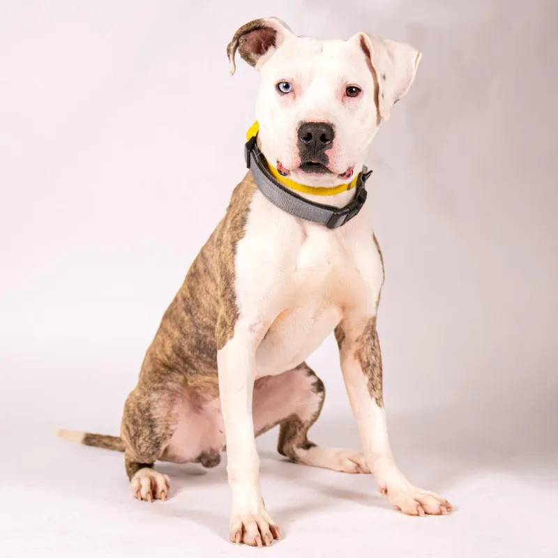A young medium-sized male Brindle Mixed Breed dog named Valens for adoption in Pittsburgh, PA