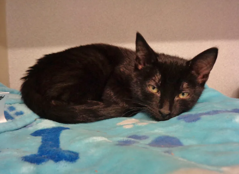 A baby small-sized male Black Domestic Short Hair cat named Snuffer for adoption in Delhi, NY