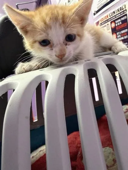 A baby small-sized female Orange / Red Domestic Short Hair cat named Spice for adoption in El Paso, TX