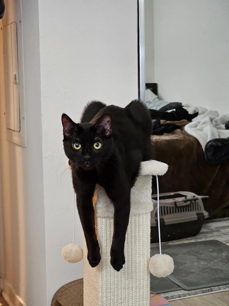 Spaghetti thumbnail 2