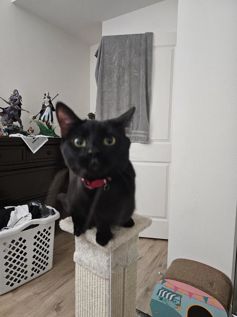 Spaghetti thumbnail 3