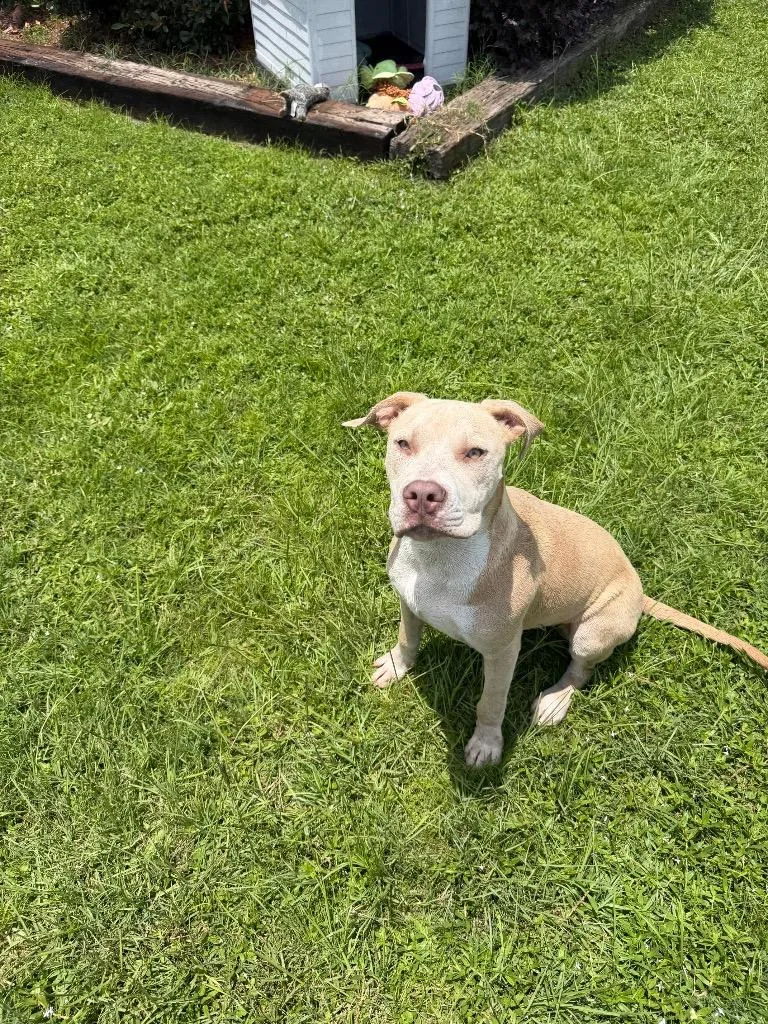 A baby large-sized female Mixed Breed dog named Bailey for adoption in Metter, GA