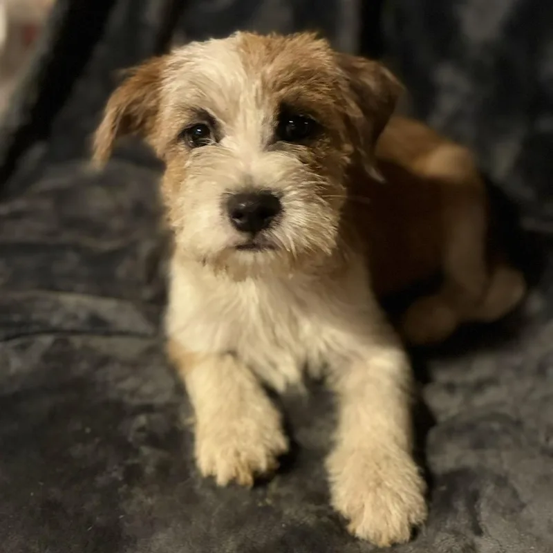 A baby medium-sized female Yellow / Tan / Blond / Fawn Terrier dog named Marley for adoption in Pelham, NH