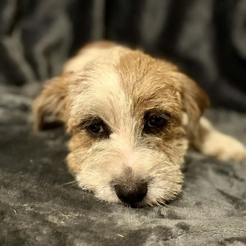 Marley thumbnail 3