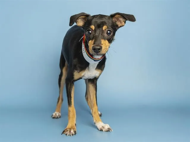 A young small-sized female Miniature Pinscher dog named Wanda for adoption in Phoenix, AZ