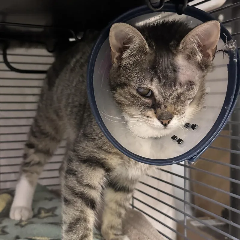 A baby small-sized female Brown / Chocolate Domestic Short Hair cat named Rav for adoption in Mount Laurel, NJ