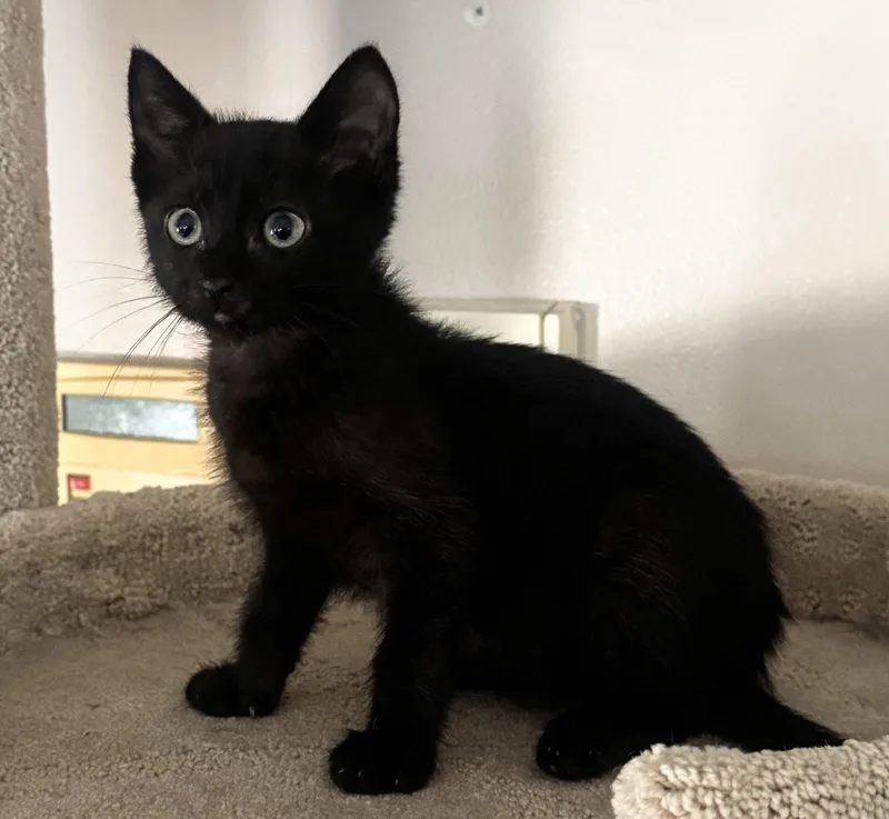 A baby medium-sized male Black Domestic Short Hair cat named Rolo for adoption in Seal Beach, CA