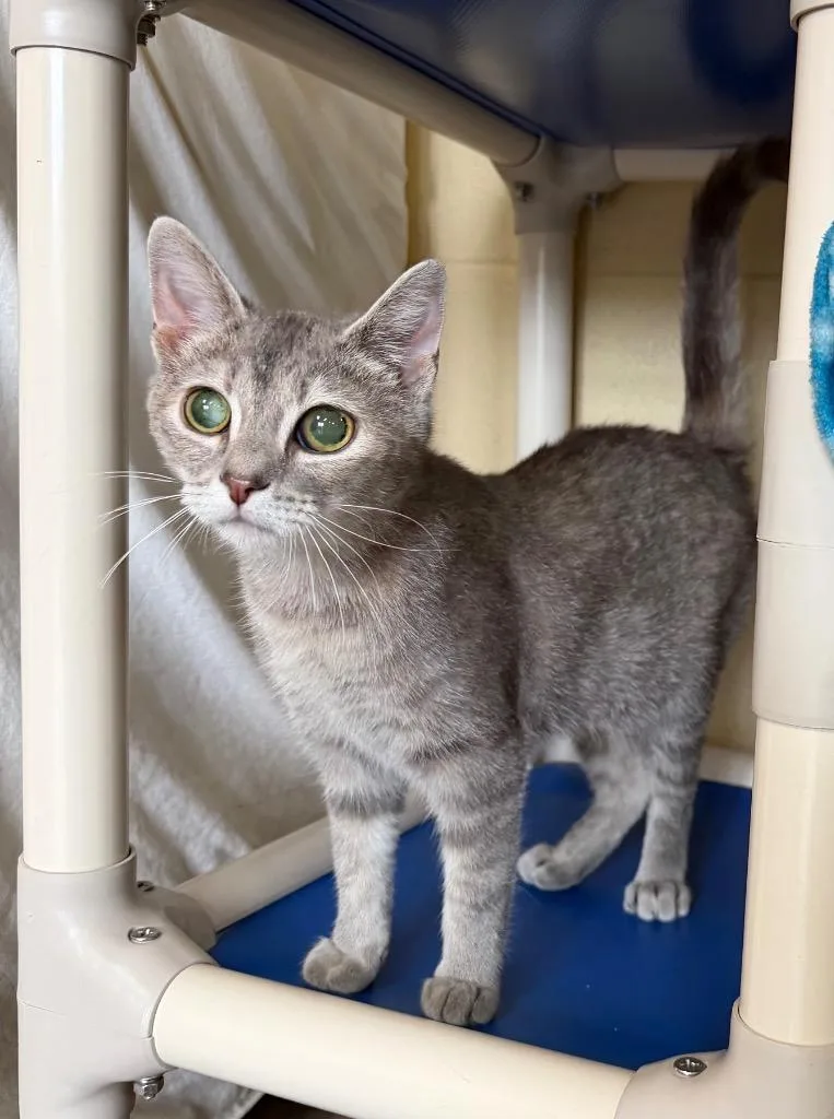 A young medium-sized female Domestic Short Hair cat named Paper Airplane for adoption in Cincinnati, OH