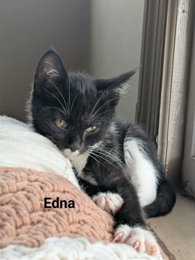 A baby medium-sized female Domestic Short Hair cat named Edna for adoption in Manchester, CT