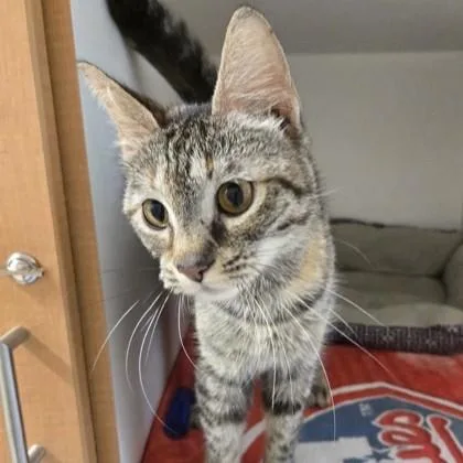 An adult medium-sized female Tabby (Brown / Chocolate) Domestic Short Hair cat named Horchata for adoption in Phoenixville, PA
