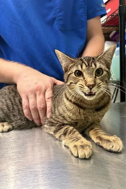 A young large-sized male Domestic Short Hair cat named Lucifur for adoption in Killeen, TX