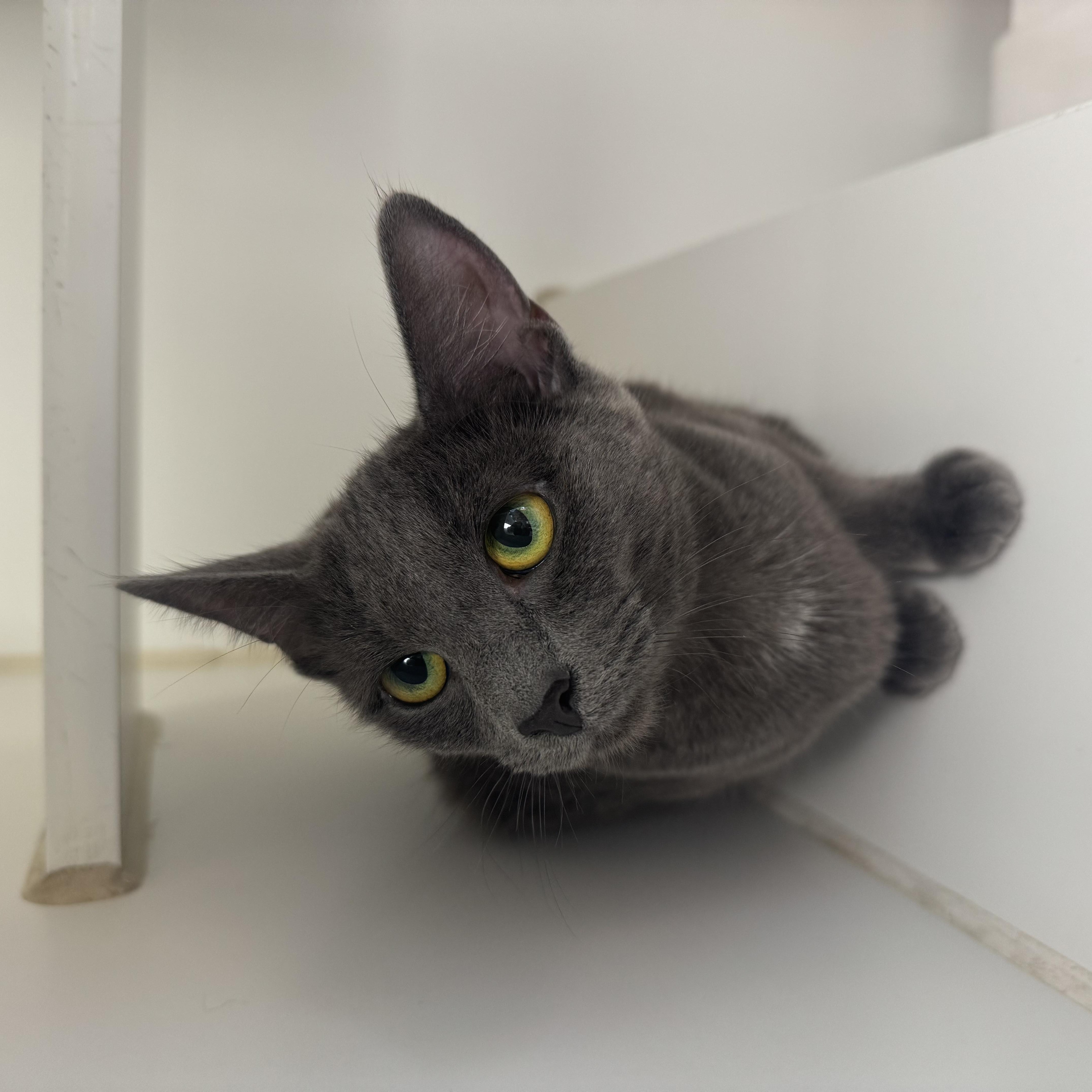 A young medium-sized female Gray / Blue / Silver Domestic Short Hair cat named Shrimp for adoption in Reisterstown, MD
