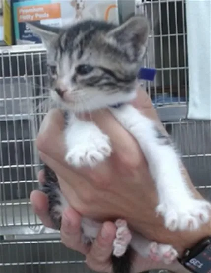 A baby small-sized male Domestic Short Hair cat named Dale for adoption in Salinas, CA