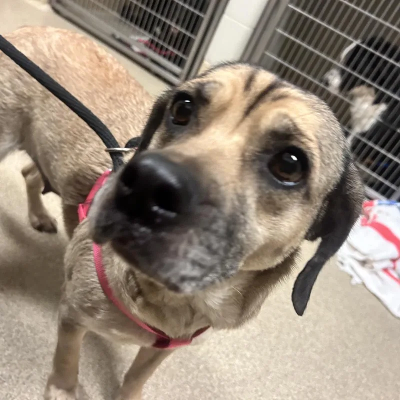 An adult medium-sized female Brown / Chocolate Beagle dog named Jolene for adoption in Bristol, IN