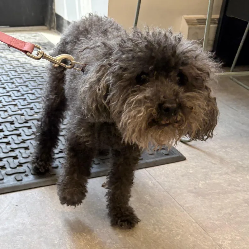 A senior small-sized female Gray / Blue / Silver Poodle dog named Roxy Roo for adoption in Philadelphia, PA