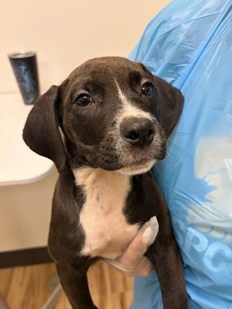 A baby small-sized female Mixed Breed dog named Brice for adoption in Raleigh, NC