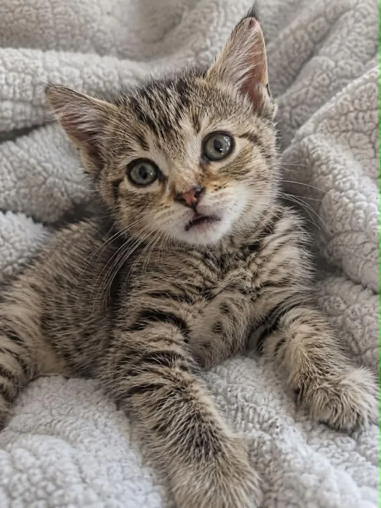 A baby large-sized male Domestic Short Hair cat named Sweetie for adoption in Columbia, TN