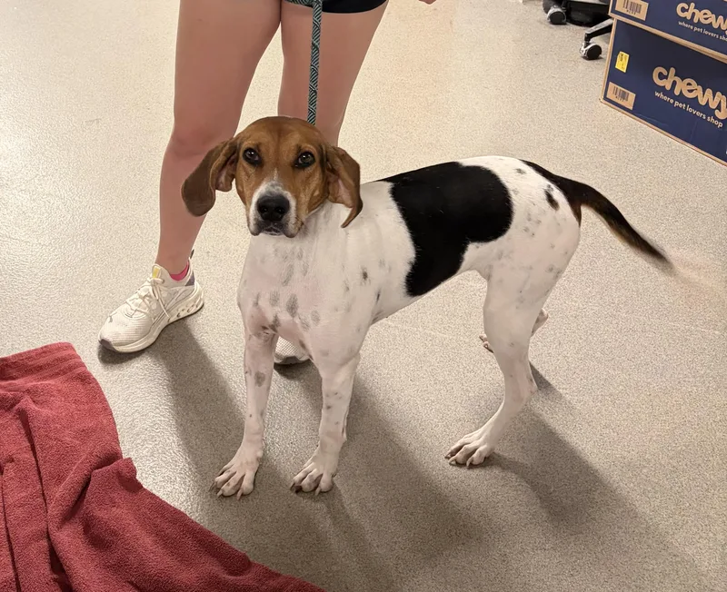 An adult medium-sized female Coonhound dog named Fern for adoption in Wahoo, NE
